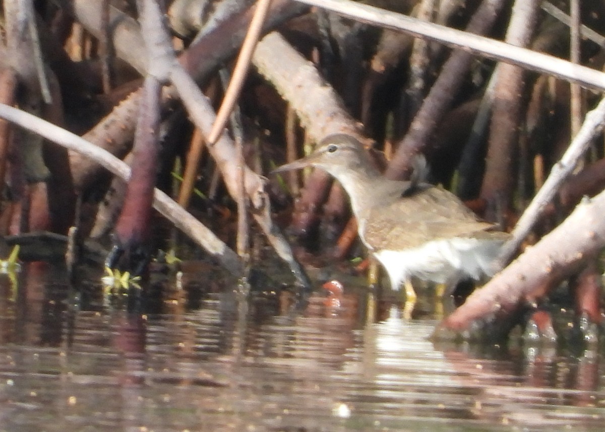 Spotted Sandpiper - ML646969862