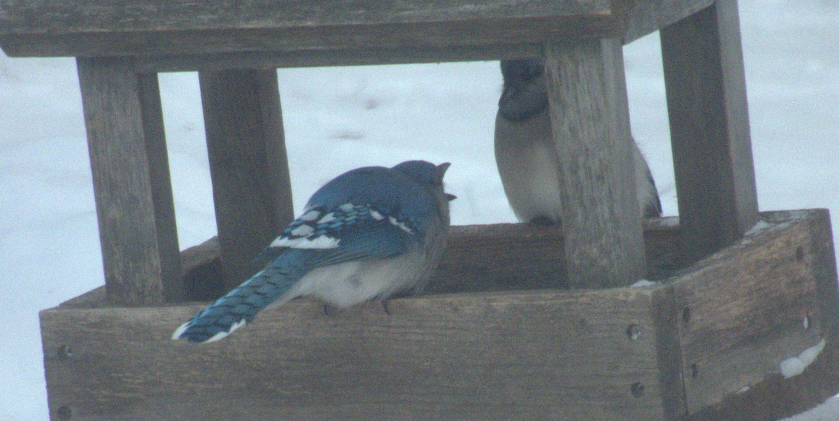 Blue Jay - ML646969864