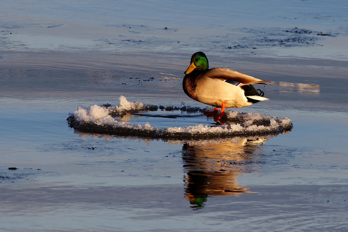 Ánade Azulón - ML646969872