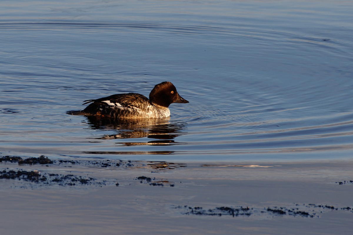 Porrón Osculado - ML646969880