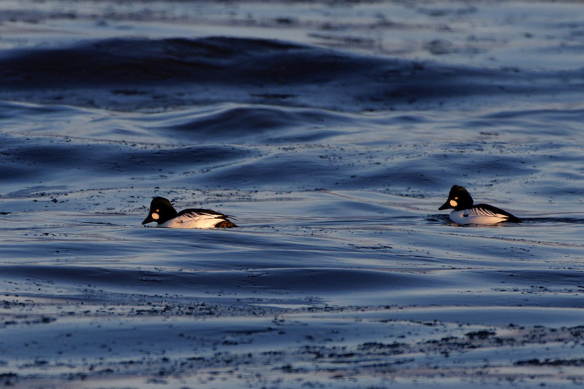 Porrón Osculado - ML646969881