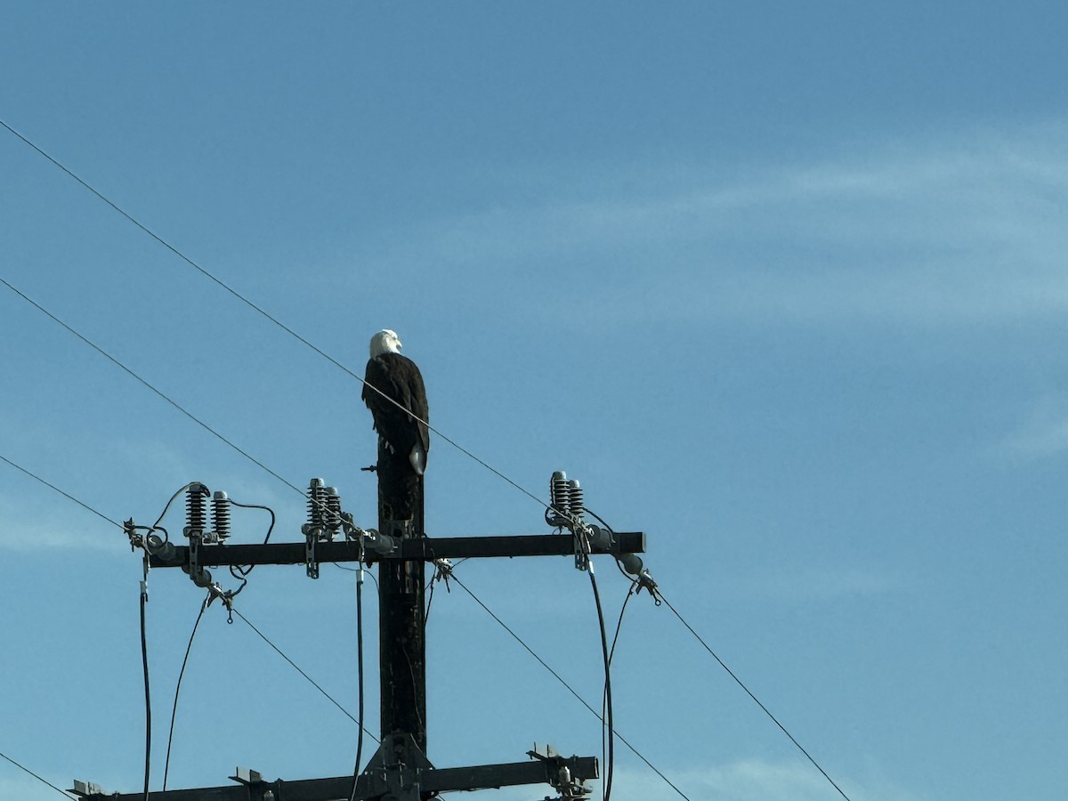 Bald Eagle - ML646969890