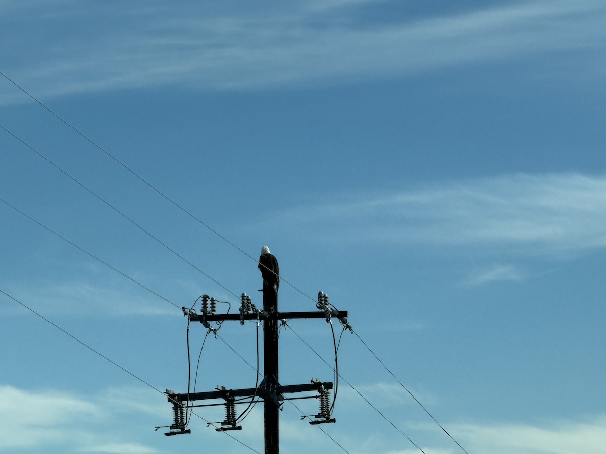 Bald Eagle - ML646969891