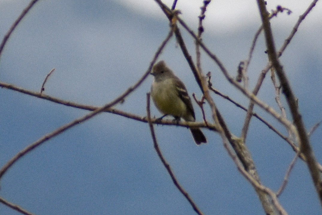 Еленія жовточерева - ML646969896