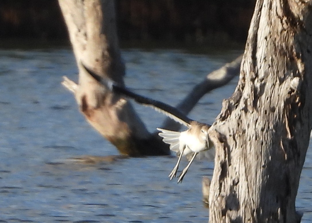 Willet - ML646969897