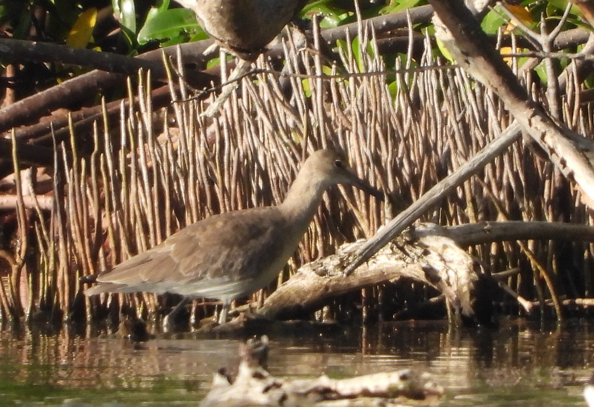 Willet - ML646969898