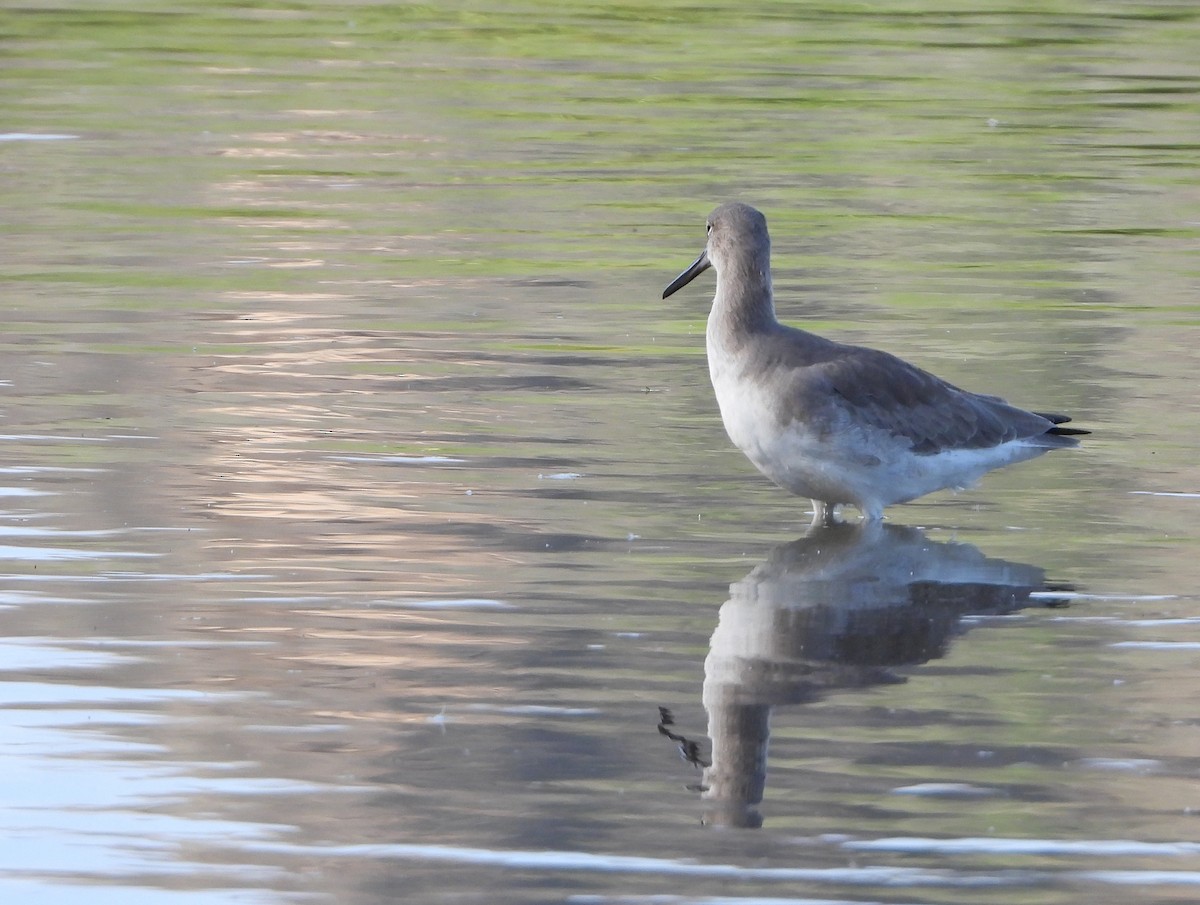 Willet - ML646969899