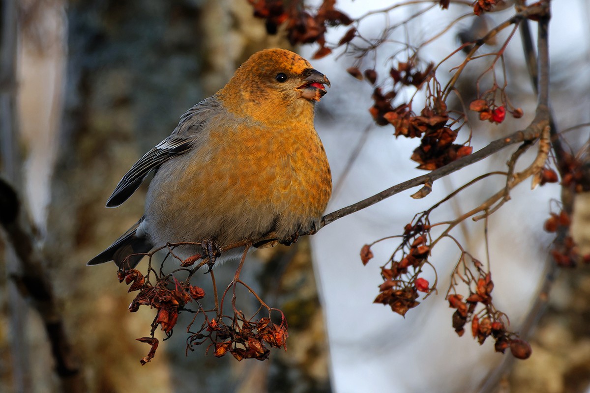 Camachuelo Picogrueso - ML646969900