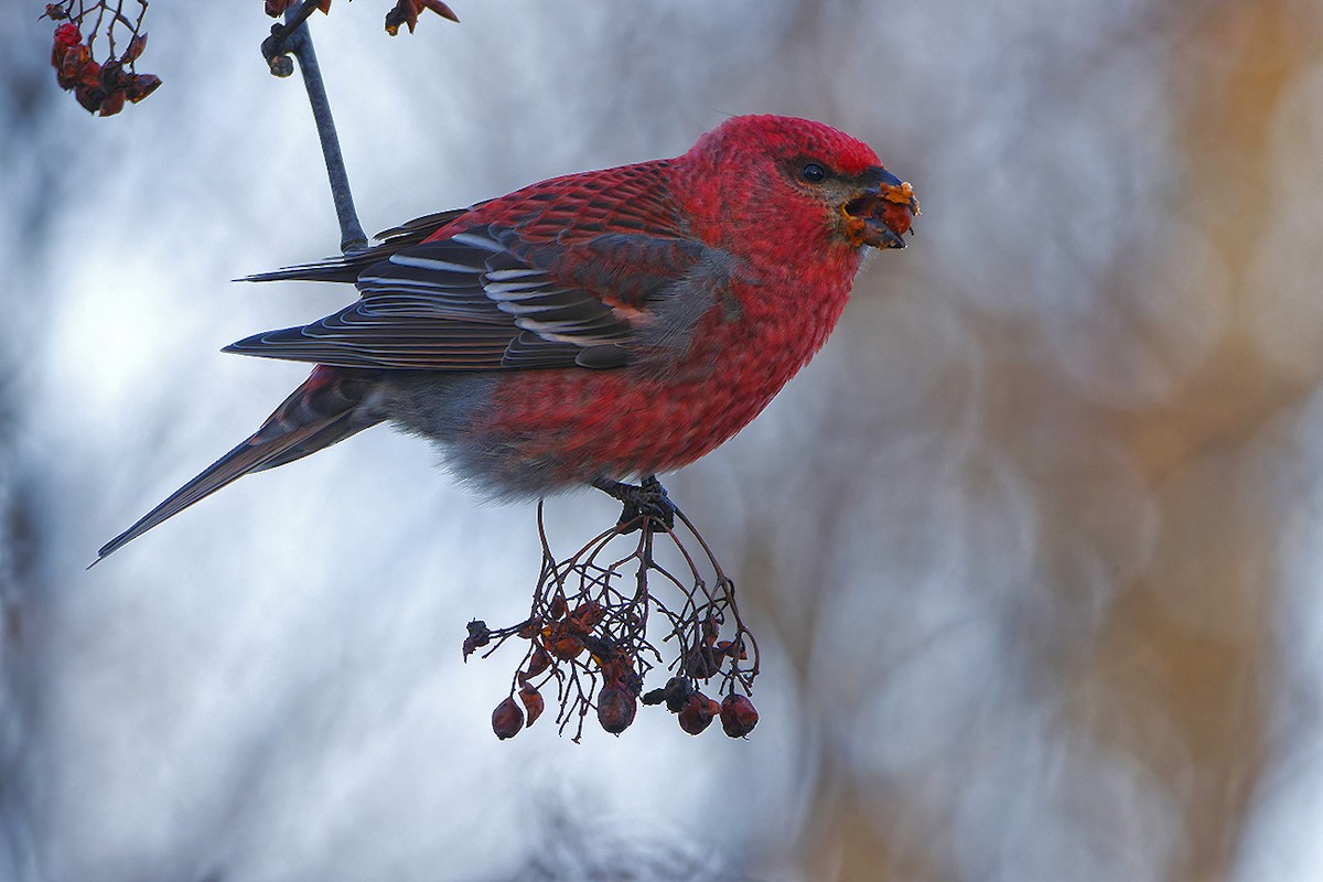 Camachuelo Picogrueso - ML646969901
