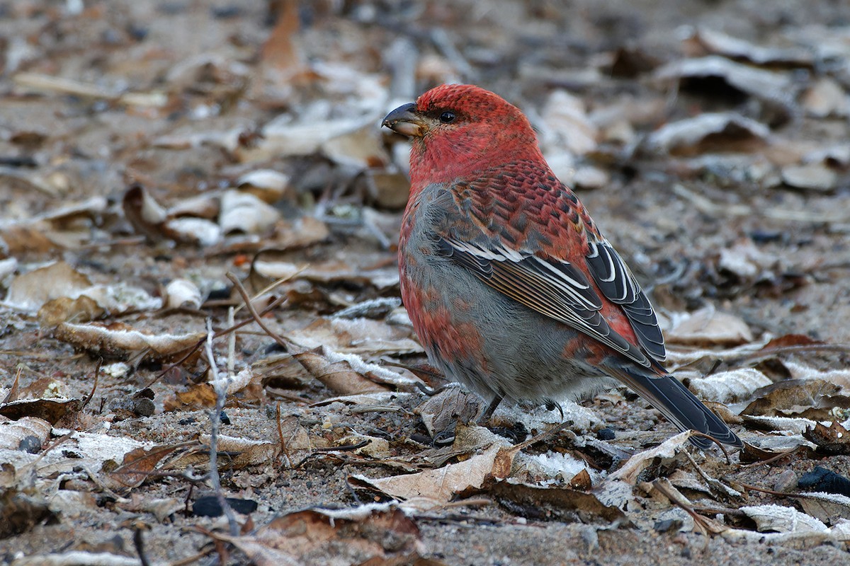 Camachuelo Picogrueso - ML646969902