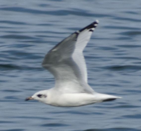 Mediterranean Gull - ML646969903