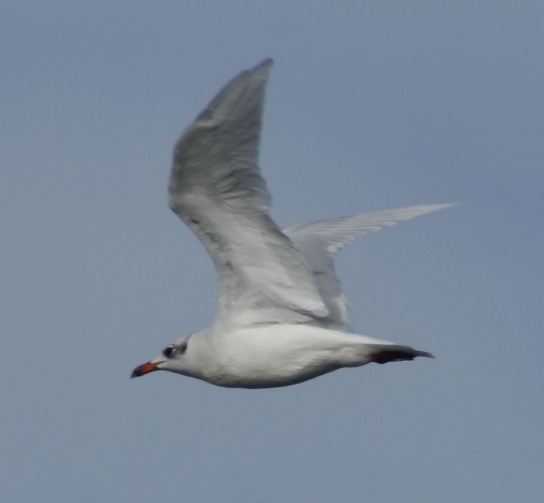 Mediterranean Gull - ML646969904