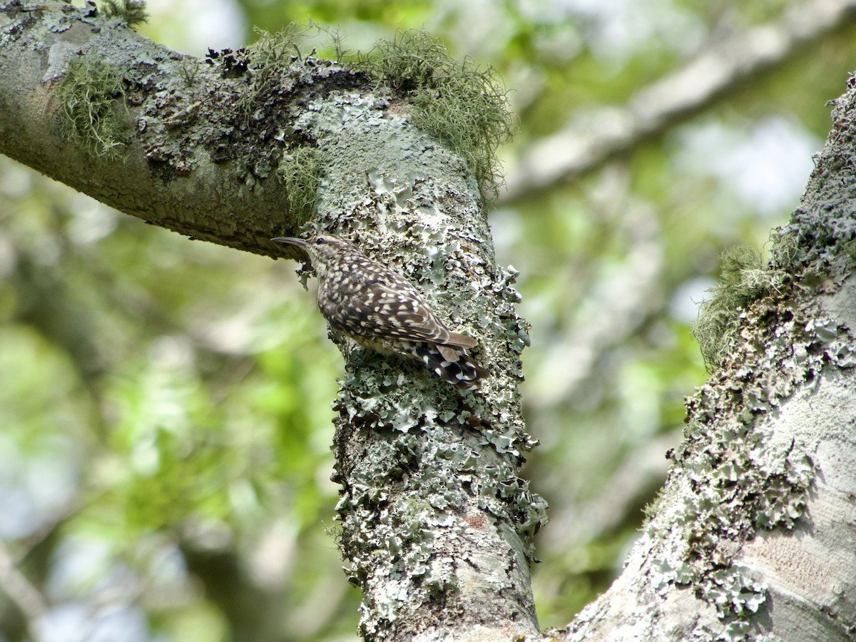 šplháček africký - ML646969907