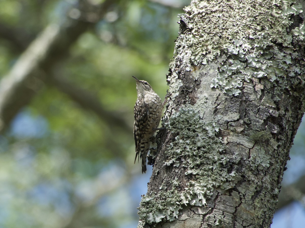 šplháček africký - ML646969908