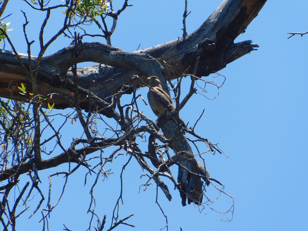 Chimango Caracara - ML646969909