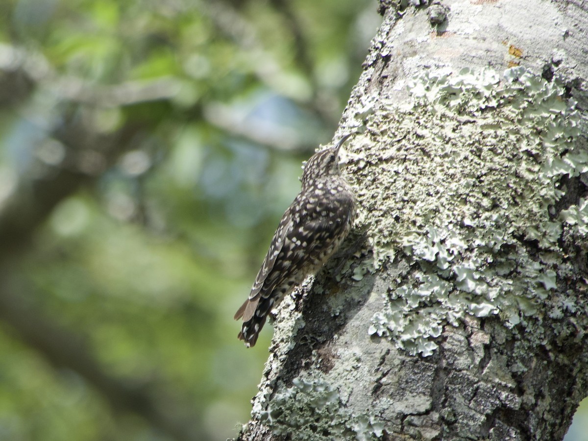 šplháček africký - ML646969910