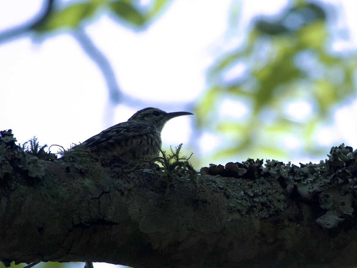 šplháček africký - ML646969911