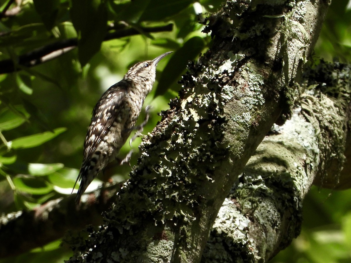 šplháček africký - ML646969912