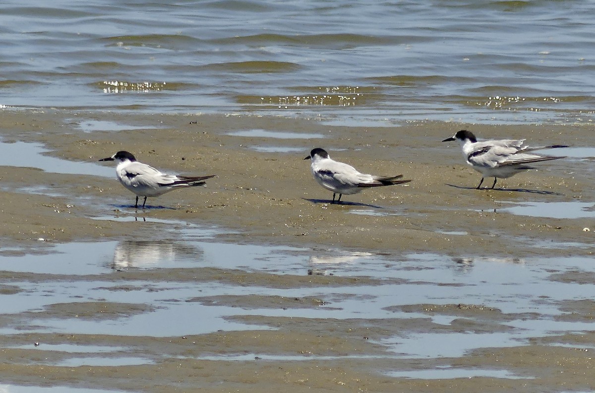 Common Tern - ML646969915