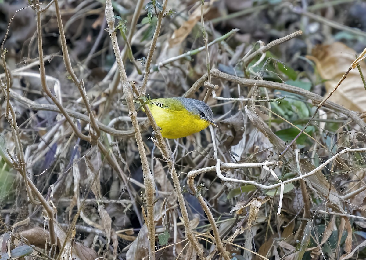 budníček šedohlavý - ML646969920