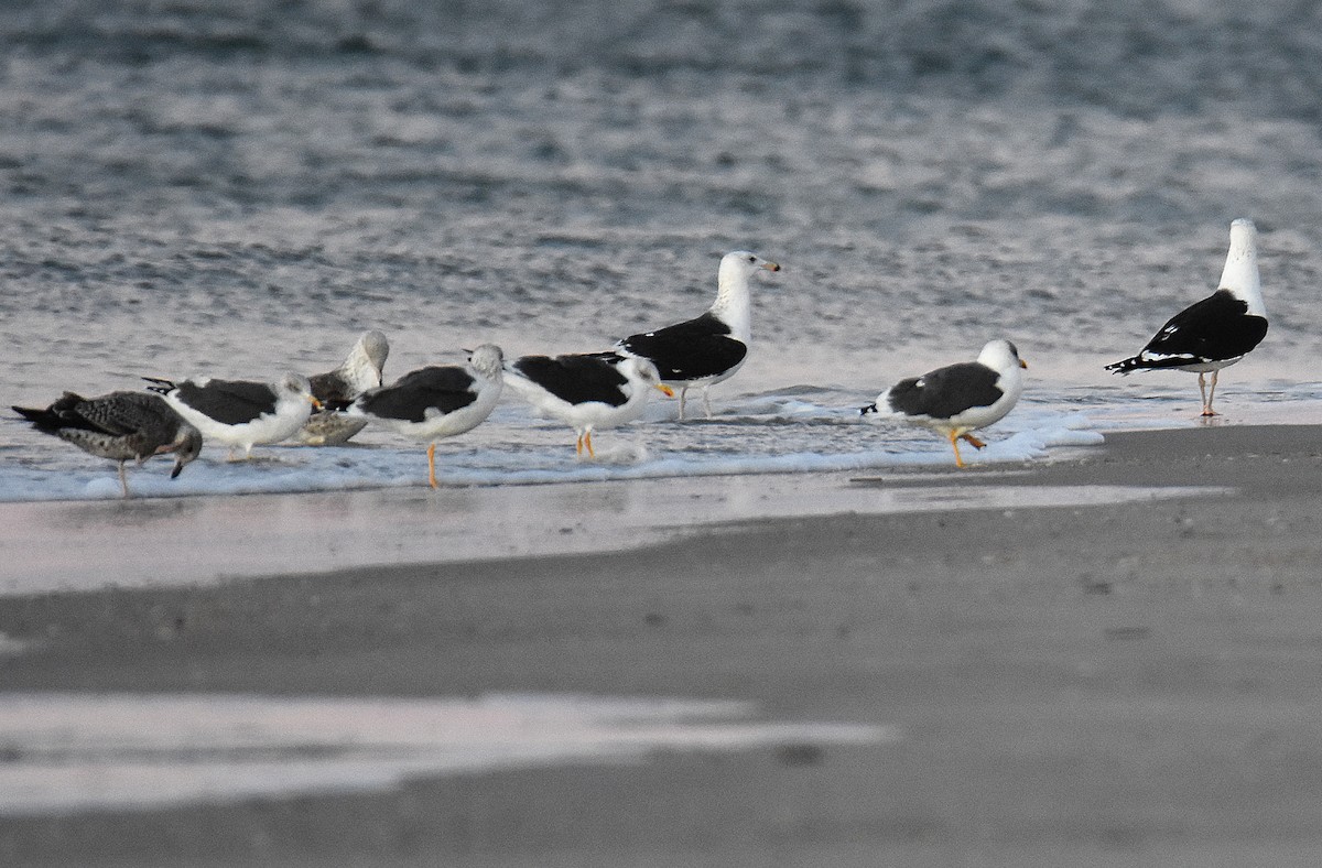 Great Black-backed Gull - ML646969926
