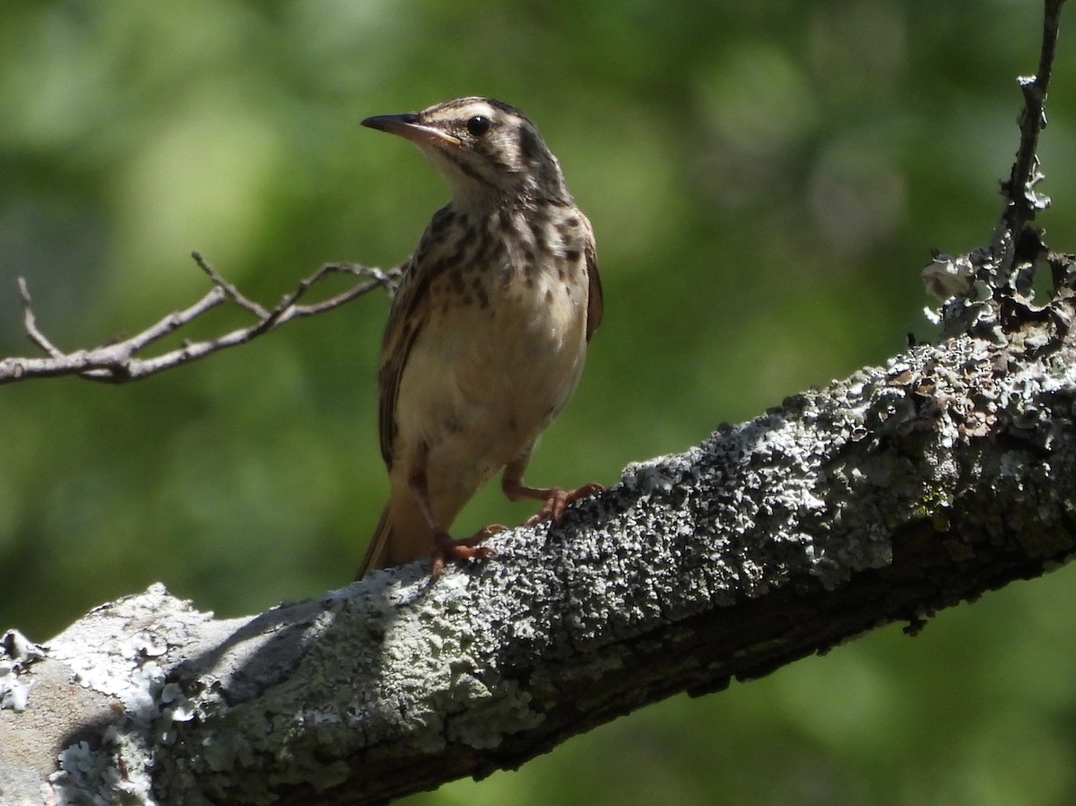 Woodland Pipit - ML646969928