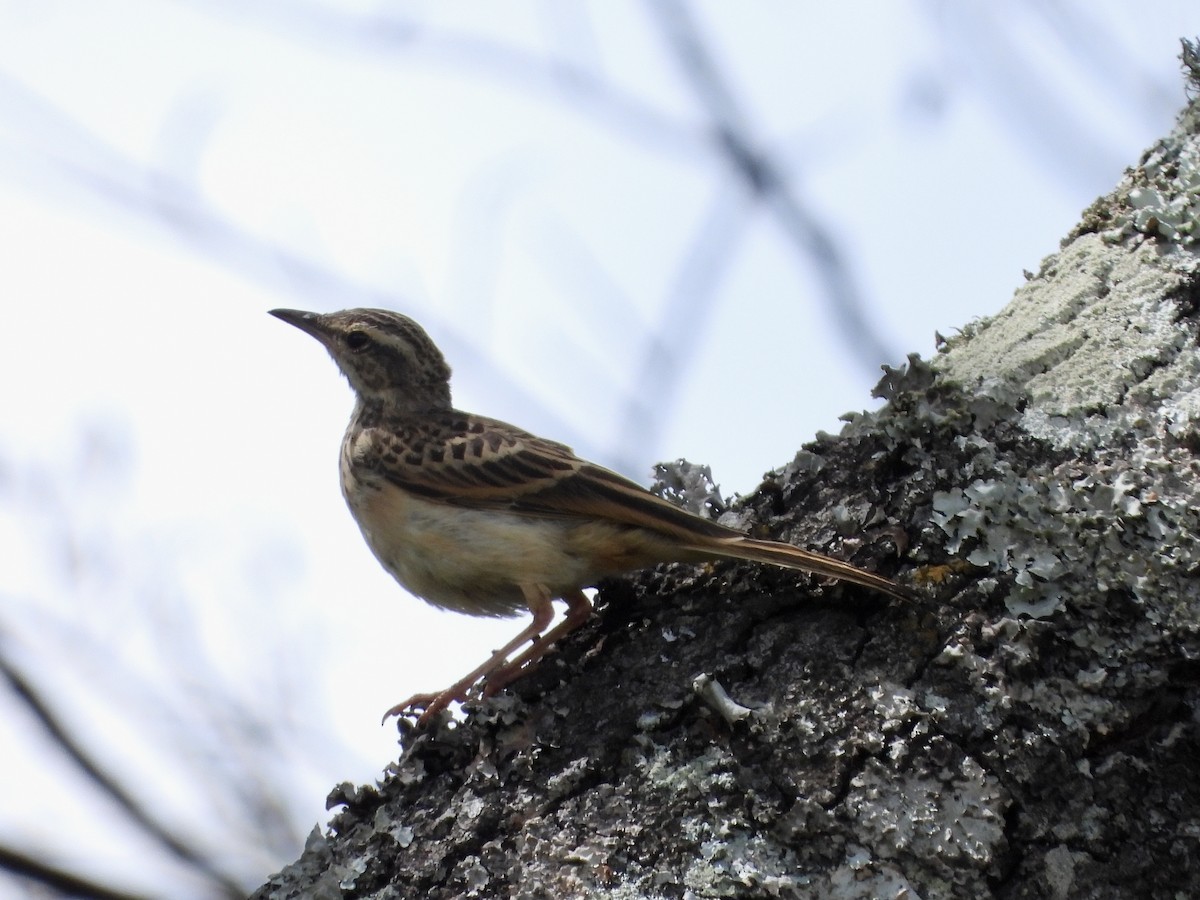 Woodland Pipit - ML646969929