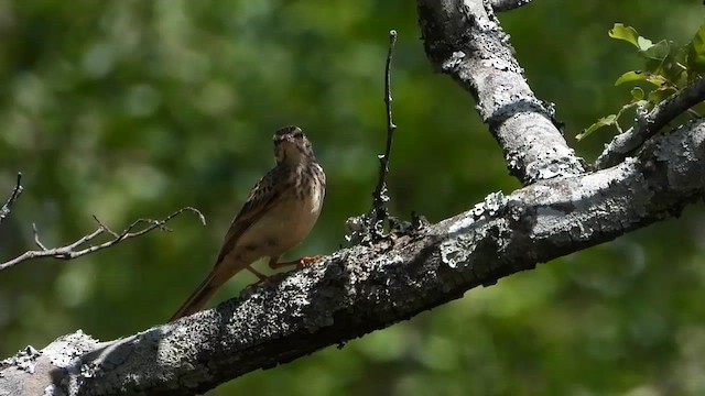 Woodland Pipit - ML646969930