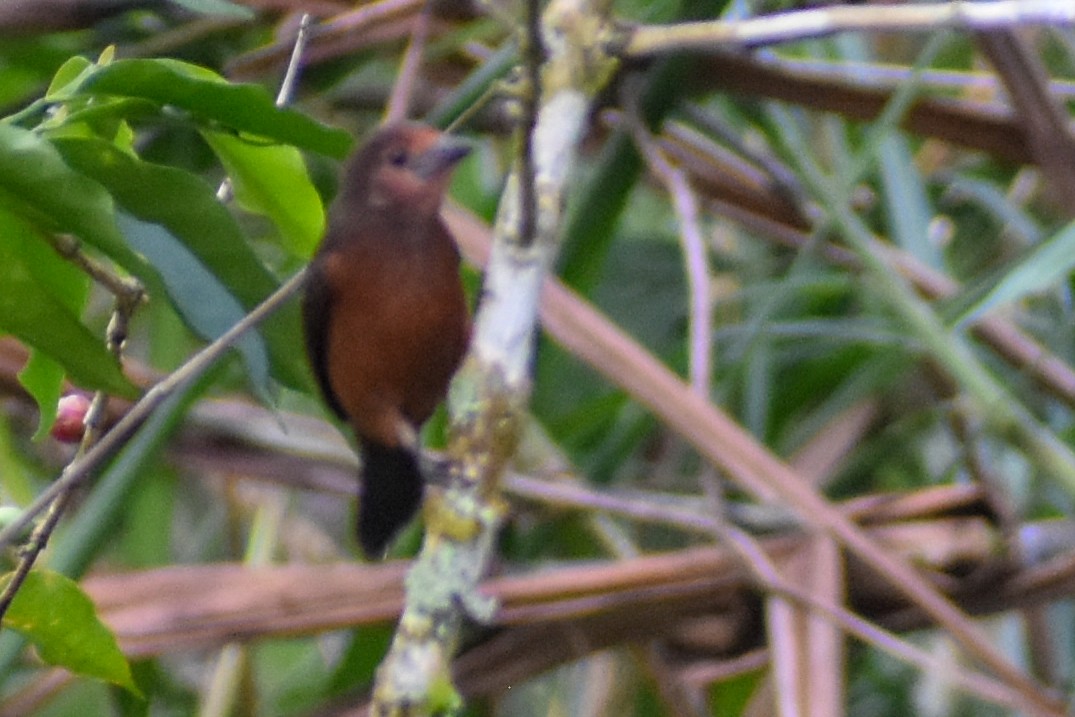 Silver-beaked Tanager - ML646969931