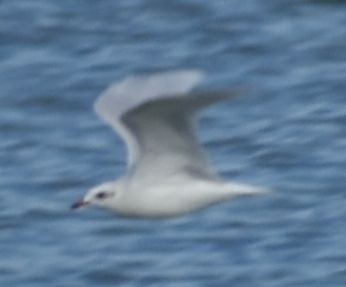 Mediterranean Gull - ML646969935