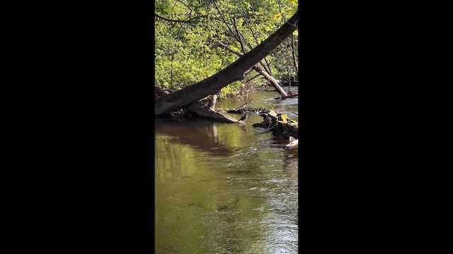 Sharp-shinned Hawk - ML646969936