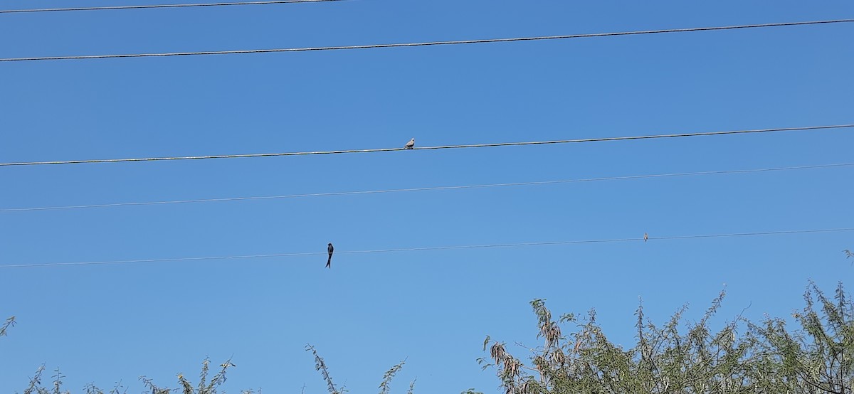 Kara Drongo - ML646969937