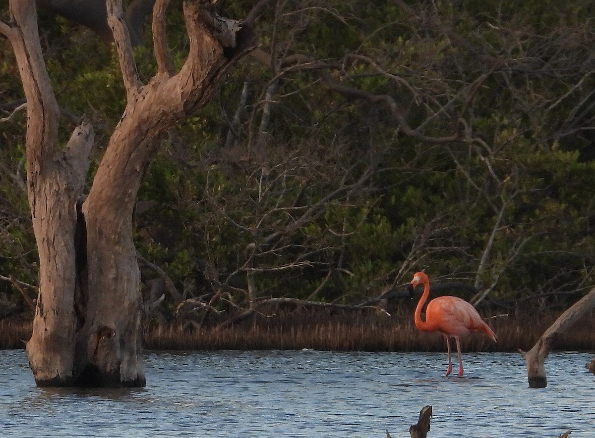 American Flamingo - ML646969938