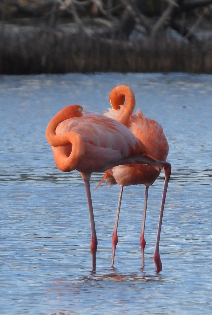 American Flamingo - ML646969939