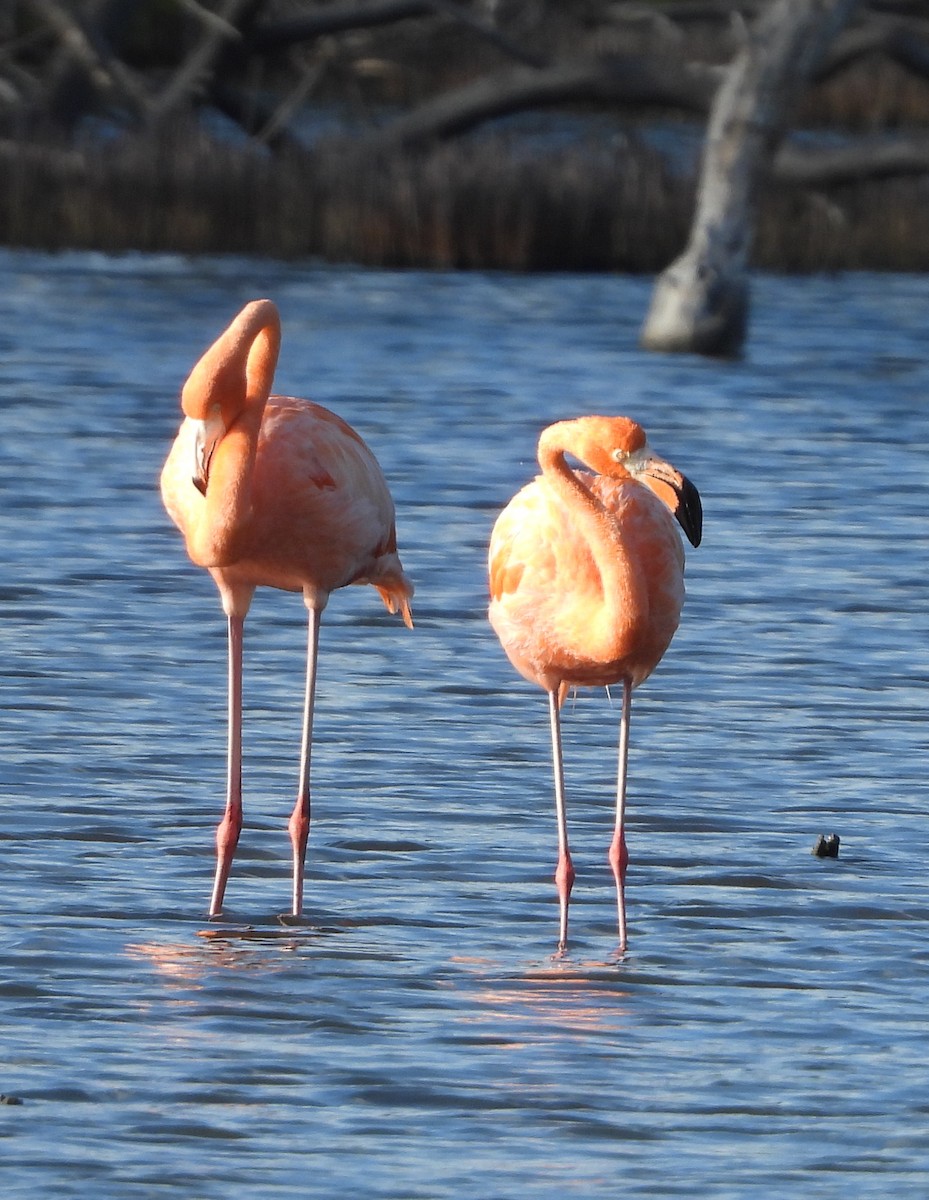 American Flamingo - ML646969940
