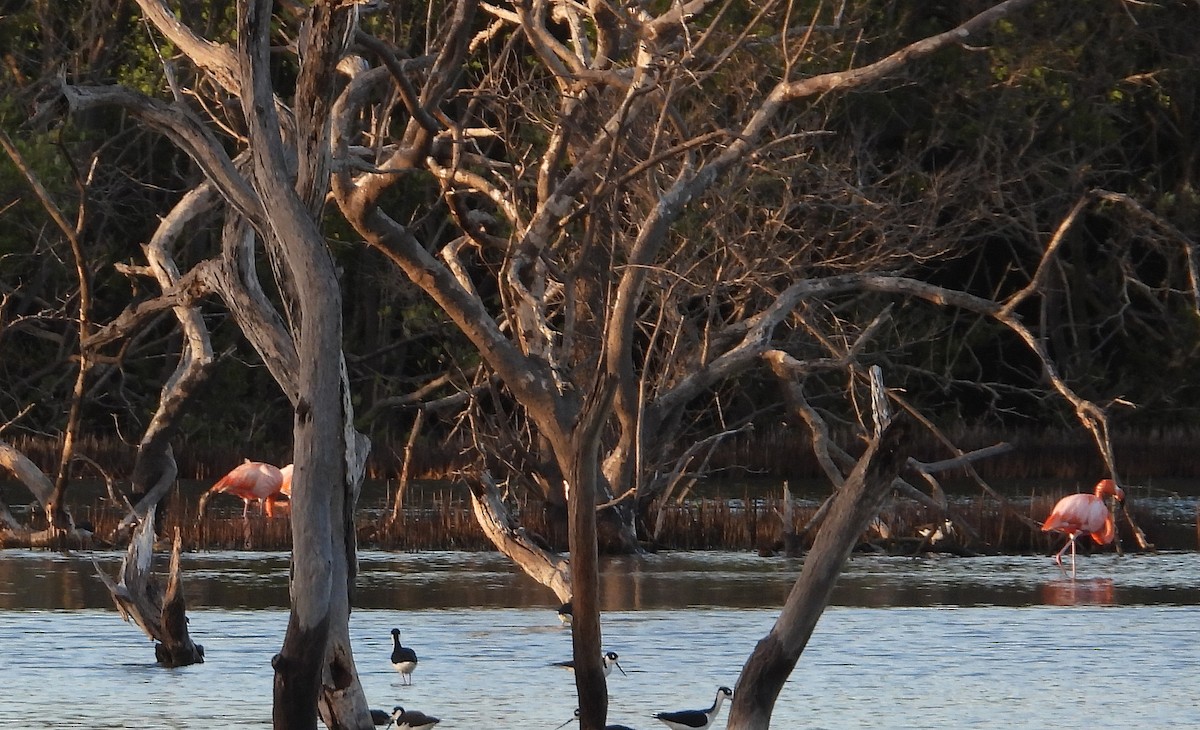 American Flamingo - ML646969941