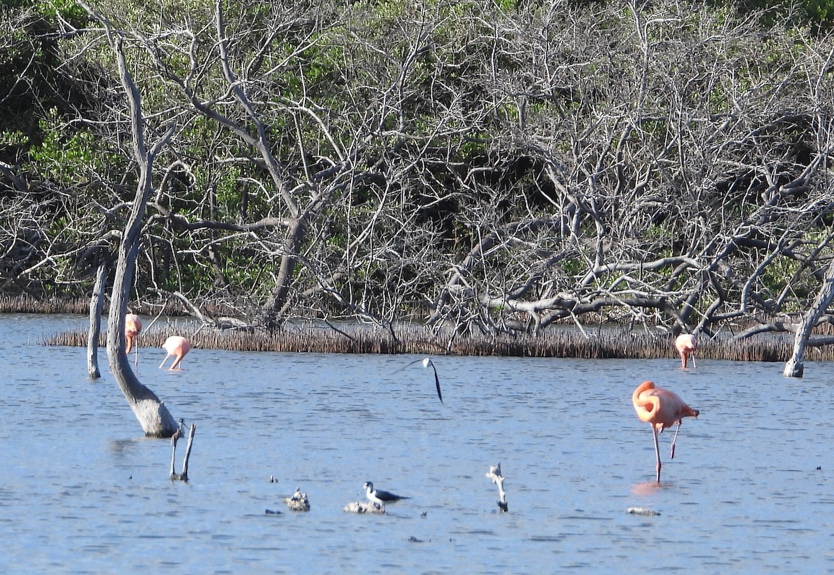 American Flamingo - ML646969942