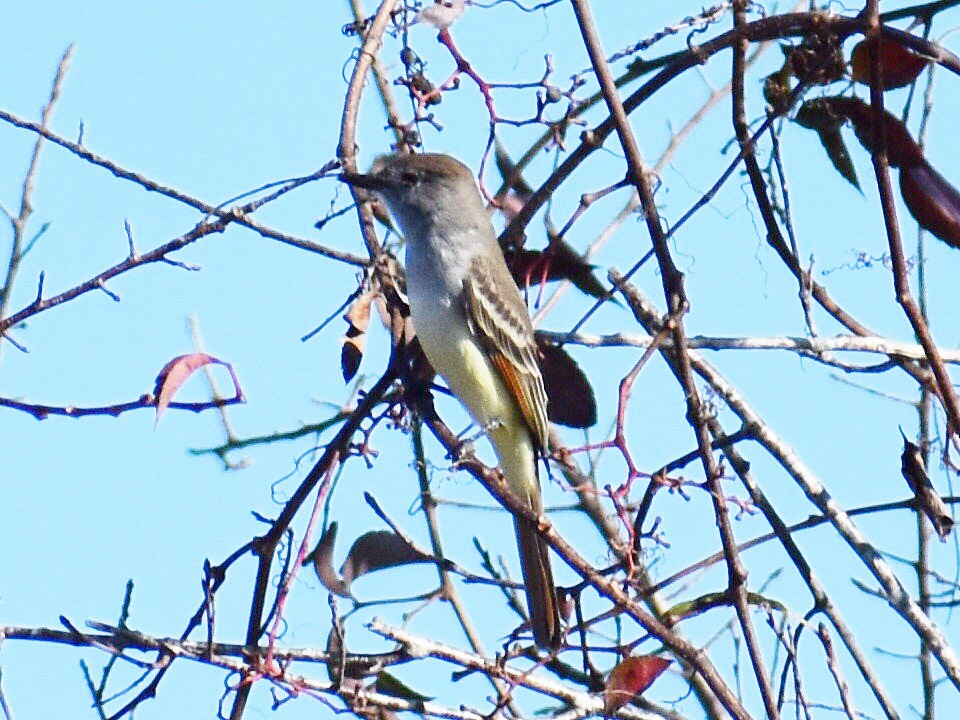 Ash-throated Flycatcher - ML646969943