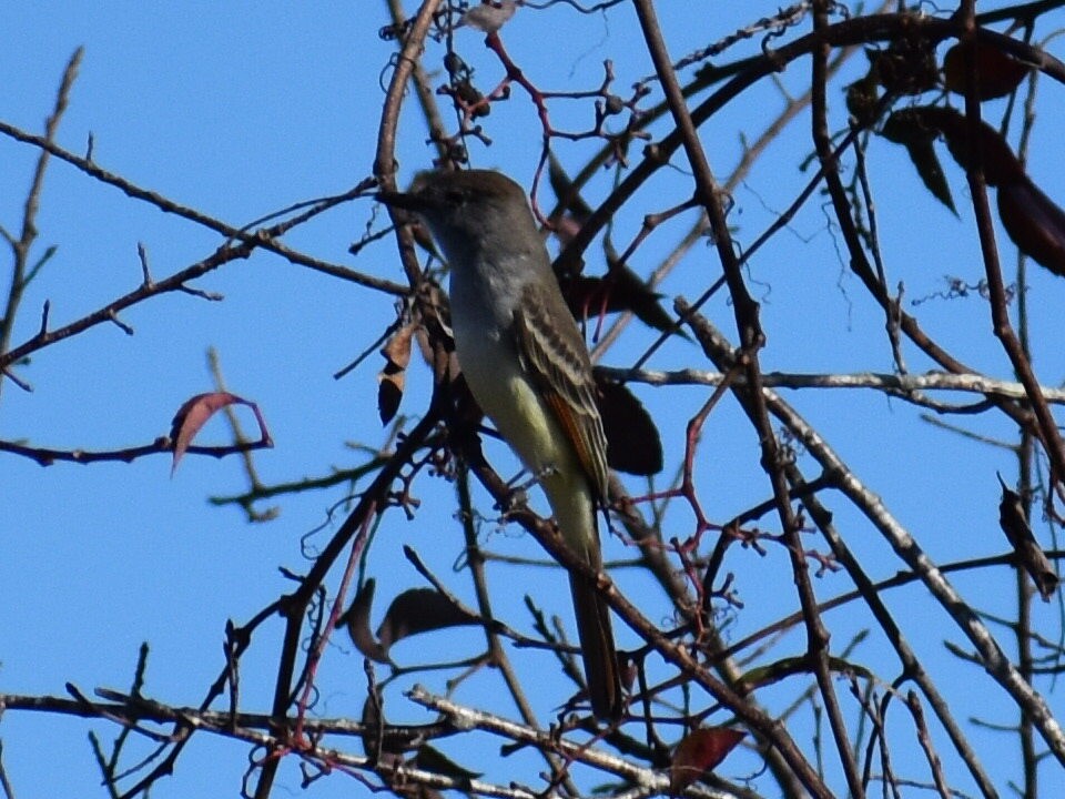 Ash-throated Flycatcher - ML646969944