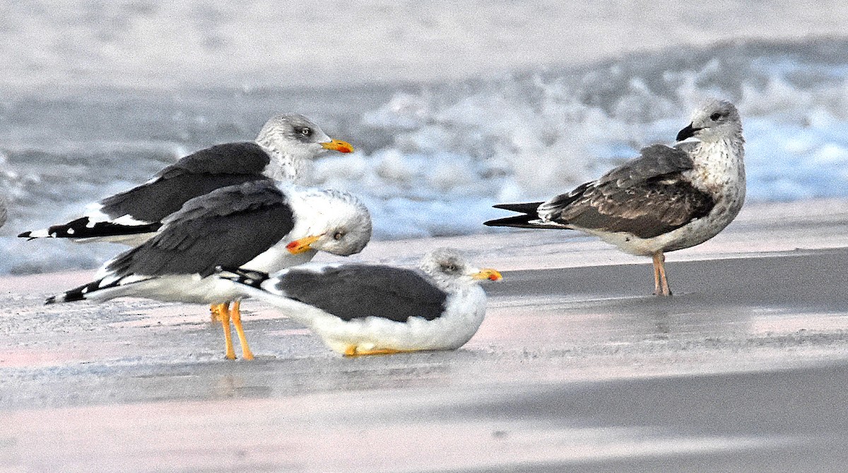 Lesser Black-backed Gull - ML646969946