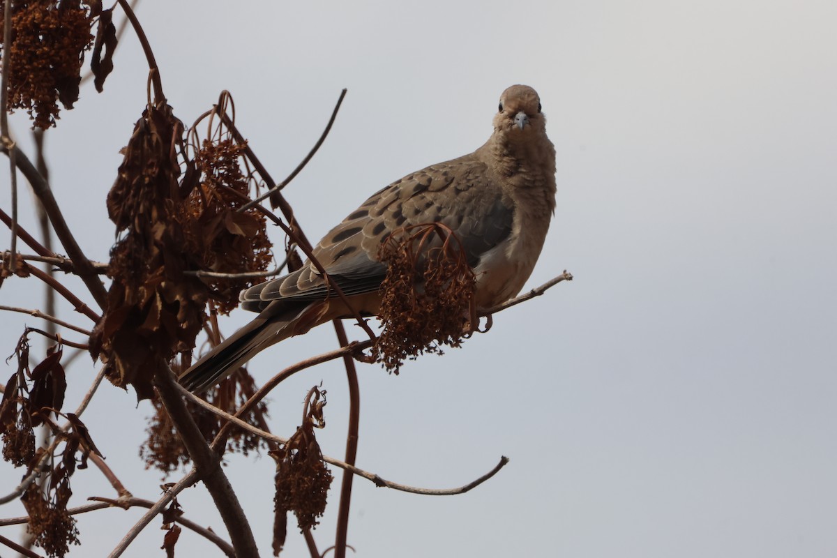 Uzun Kuyruklu Kumru - ML646969949