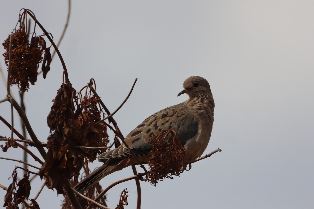 Uzun Kuyruklu Kumru - ML646969950