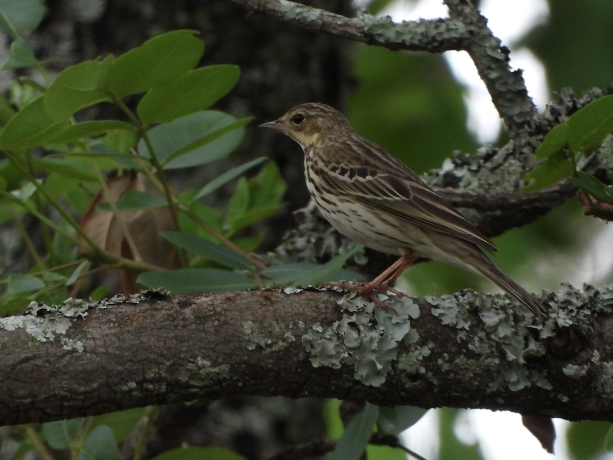 Tree Pipit - ML646969951