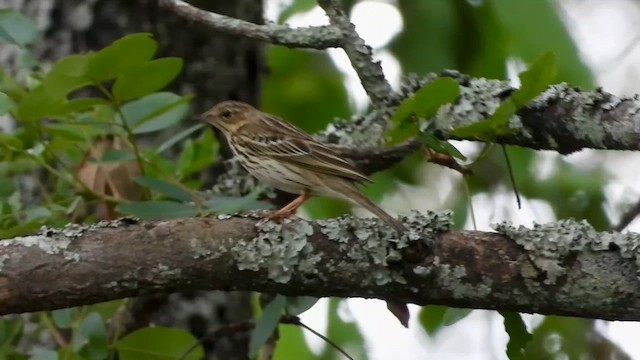 Tree Pipit - ML646969952