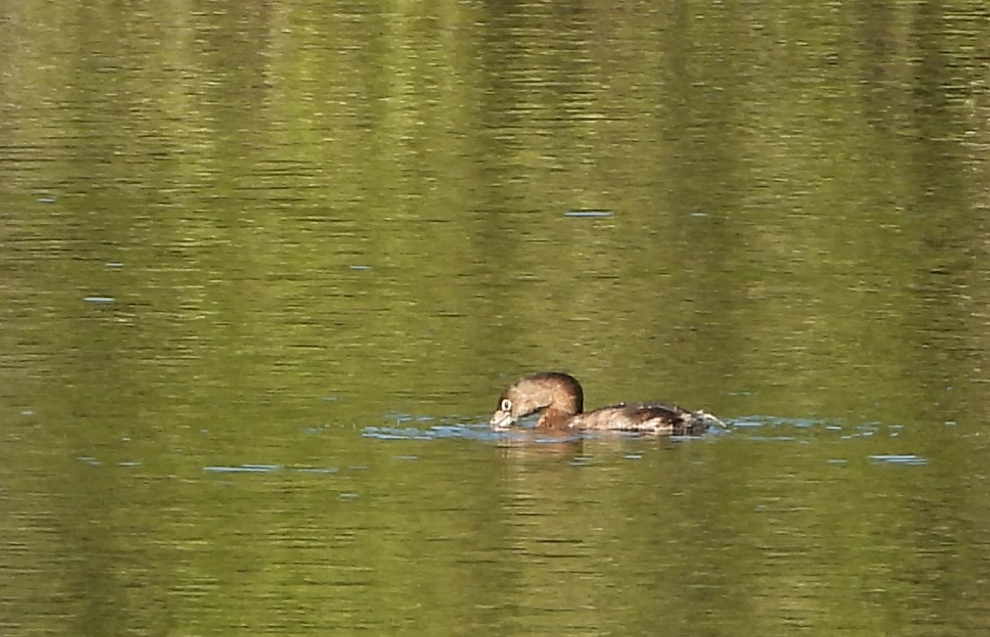 Pied-billed Grebe - ML646969953