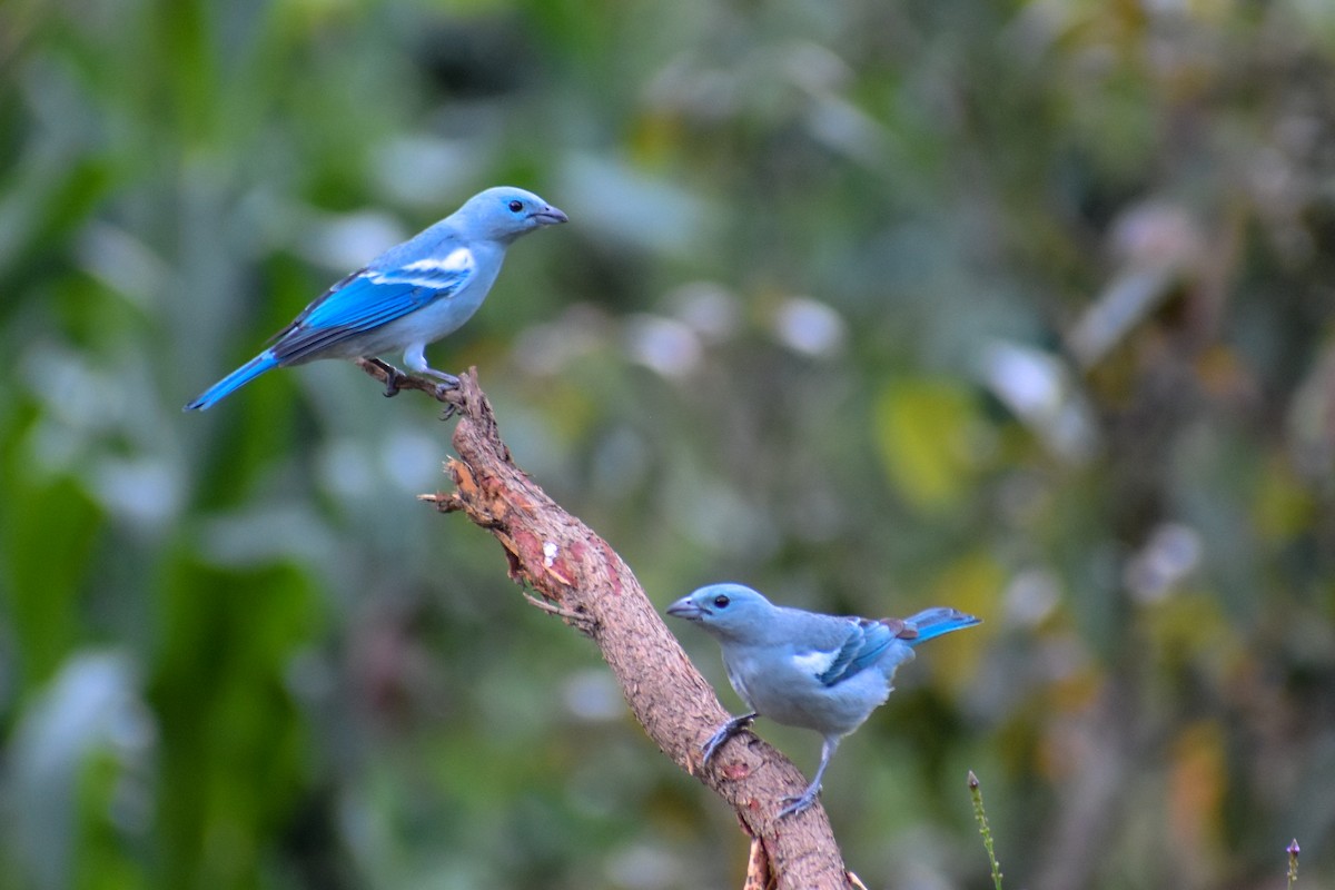 Саяка блакитна [група episcopus] - ML646969957