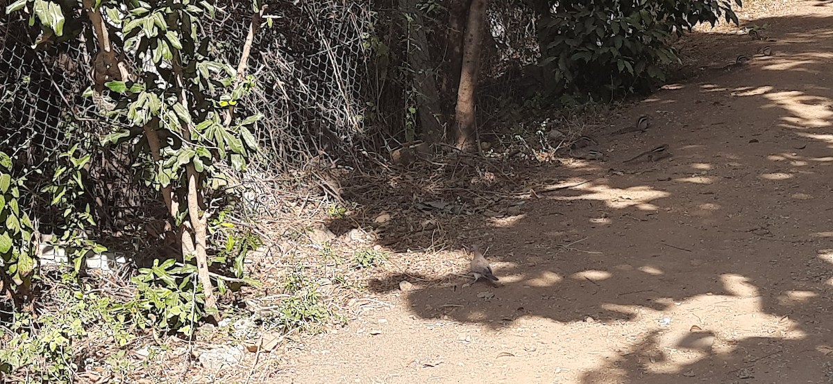 Küçük Kumru - ML646969963