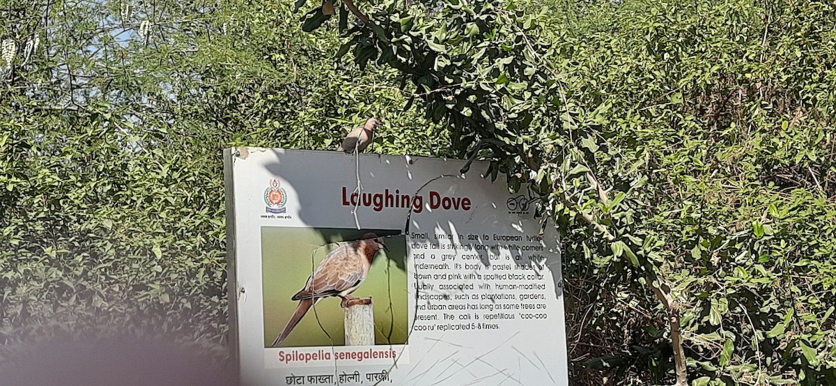 Küçük Kumru - ML646969964