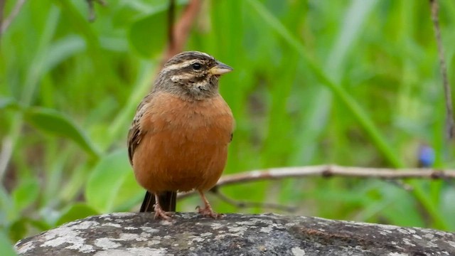 Cinnamon-breasted Bunting - ML646969965