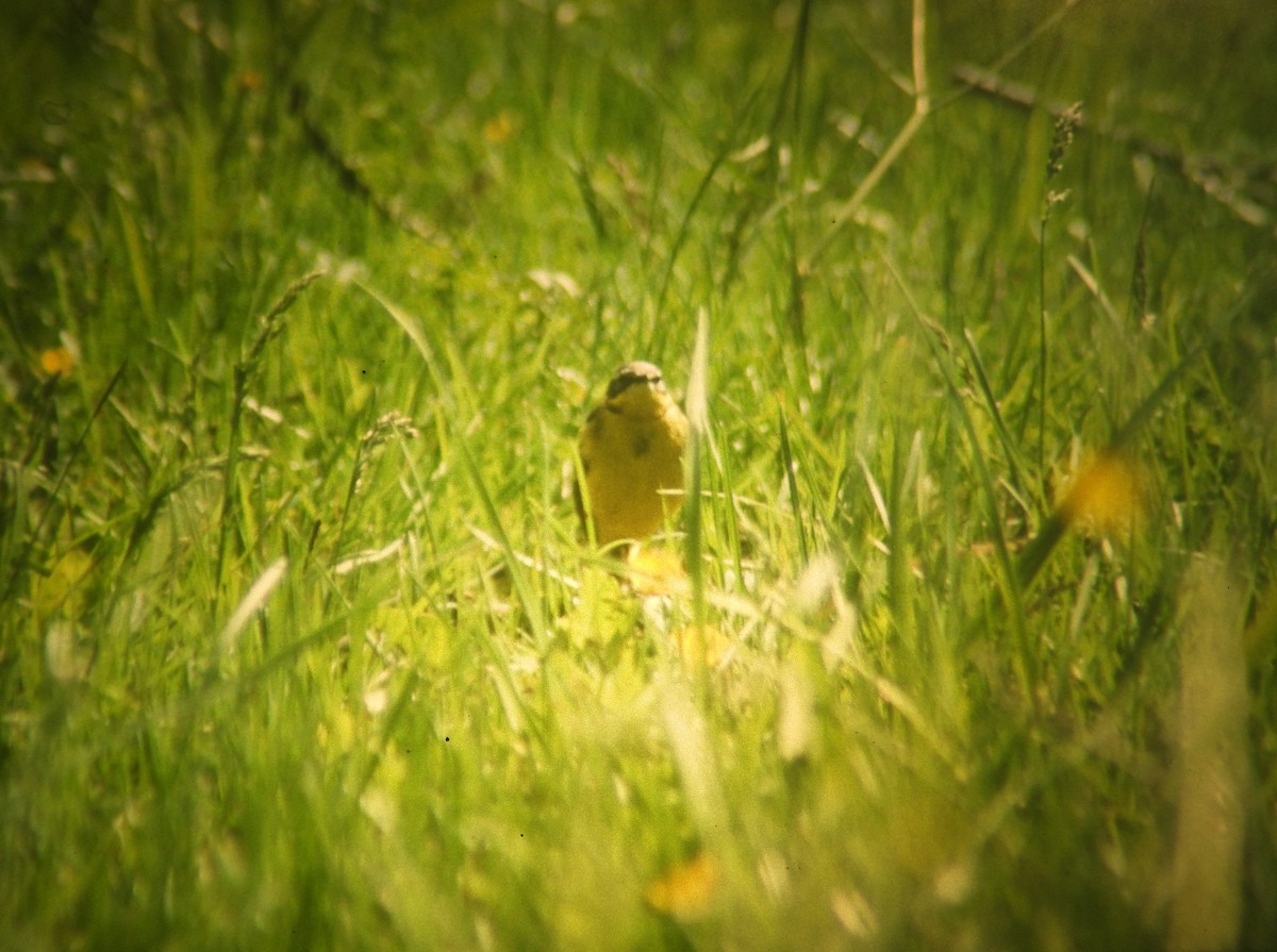 konipas luční (ssp. flava/beema) - ML646969966